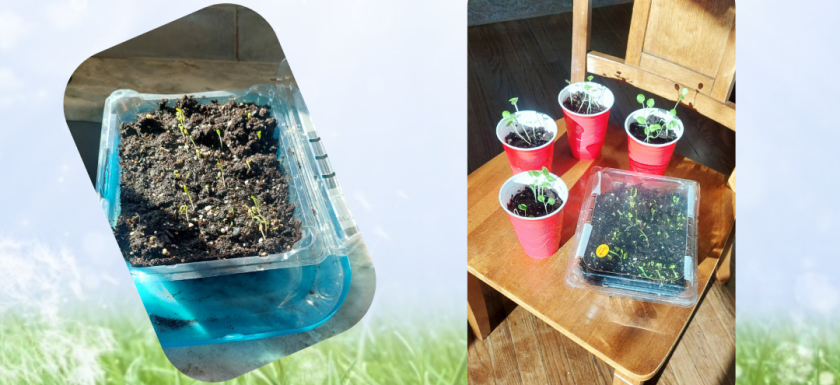 Spring is tiptoeing in cover picture