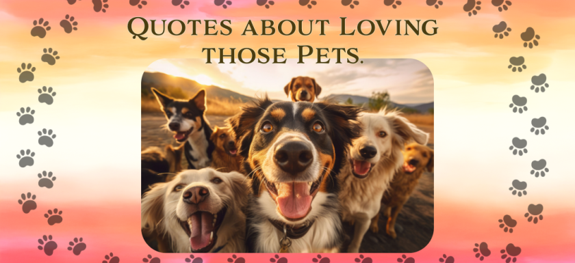 Pet Quotes