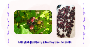 Wild Raspberry, Freeze them for recipe