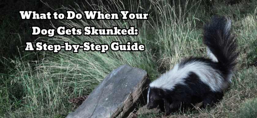 What to Do When Your Dog Gets Skunked: A Step-by-Step Guide Cover picture